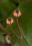 Pipsissewa <BR>Spotted wintergreen